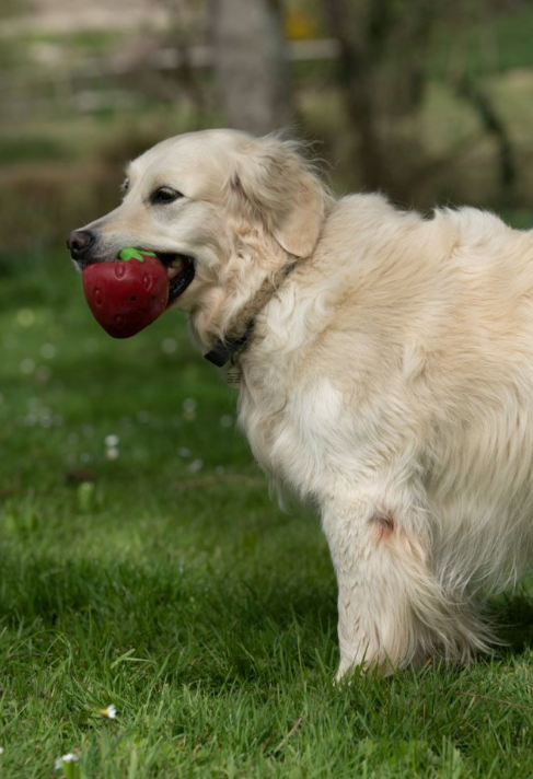 Strawberry Latex Dog Toy