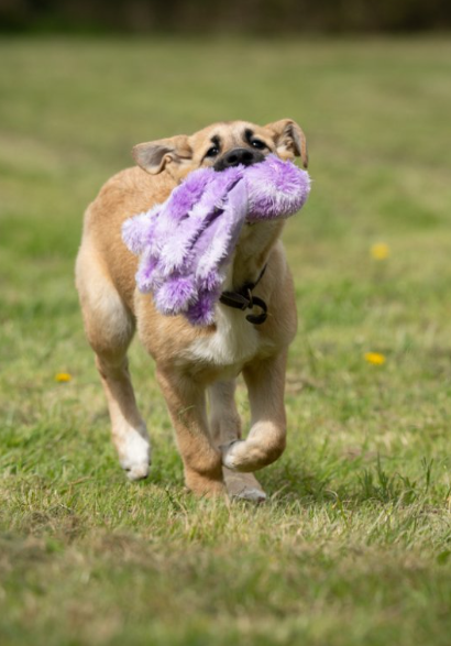 Orla Small Size Octopus Plush Toy