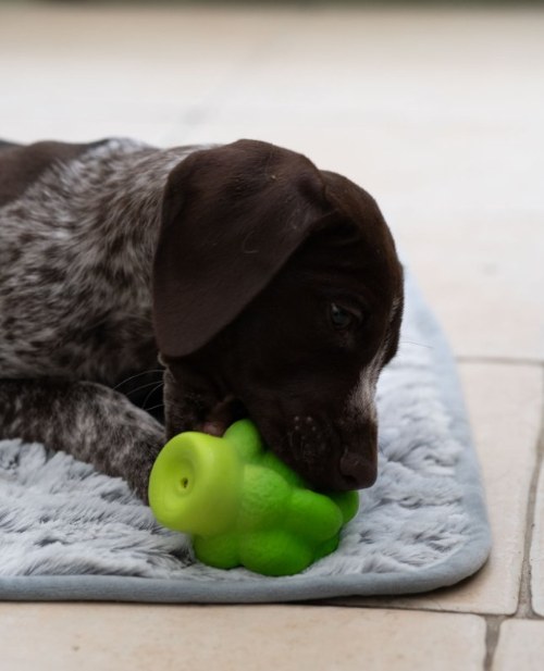 Broccoli Latex Dog Toy