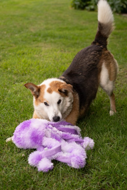 Orla Medium Size Octopus Plush Toy
