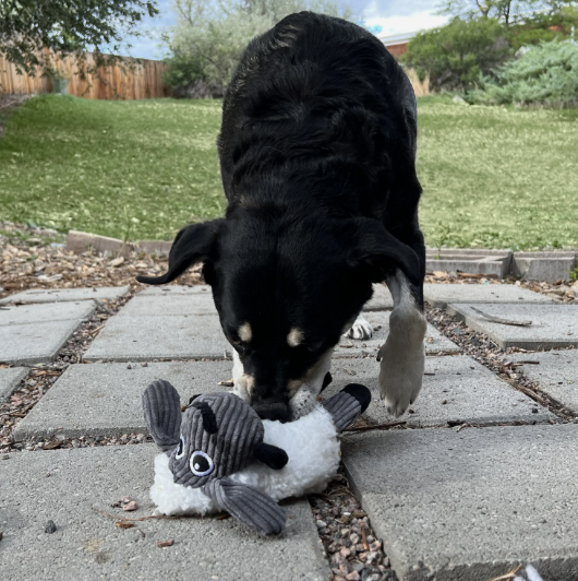 Kong Sherbs Floof - Sheep