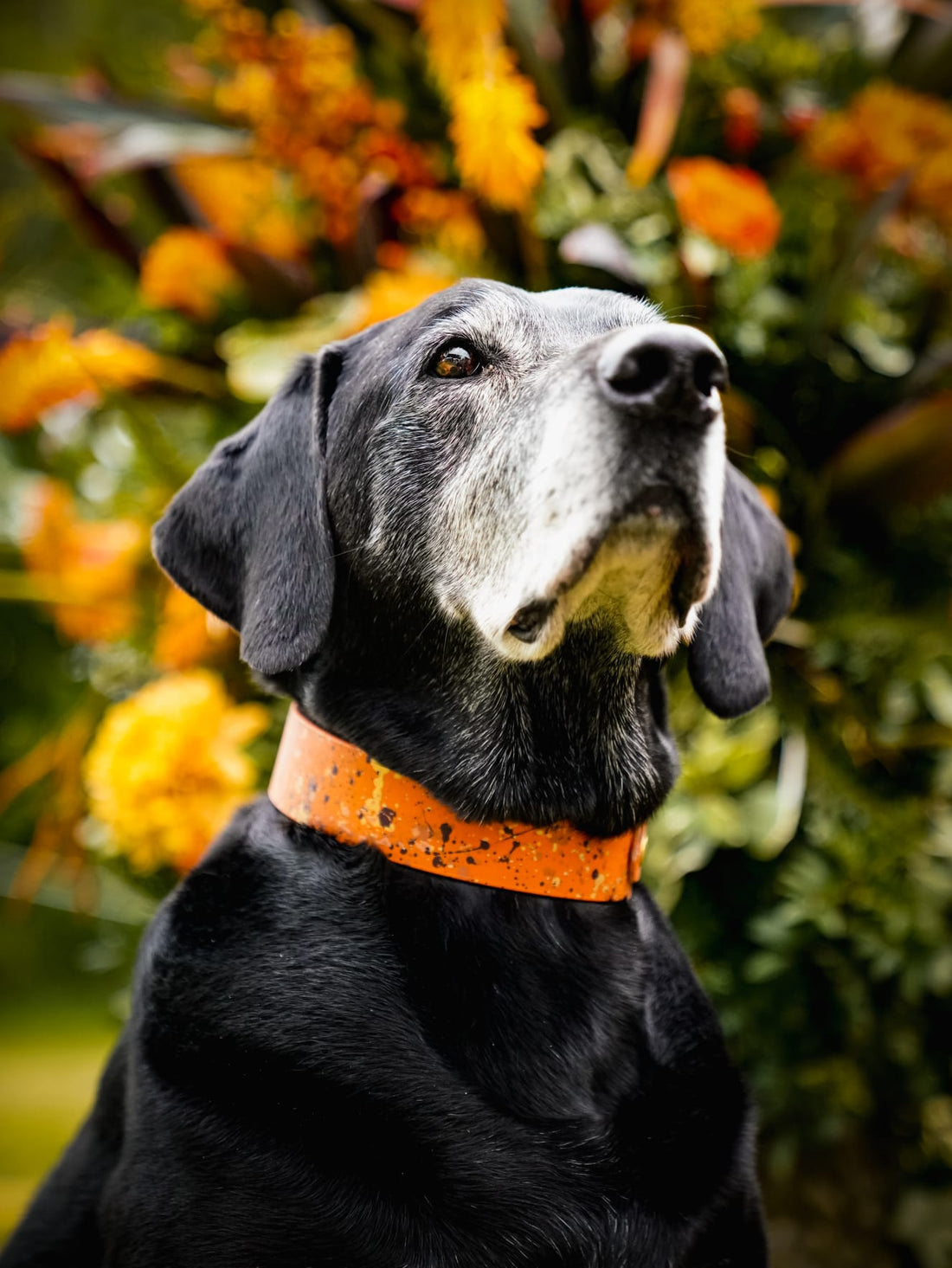 Best Dog Collars UK: 7 Waterproof BioThane® Picks for 2026