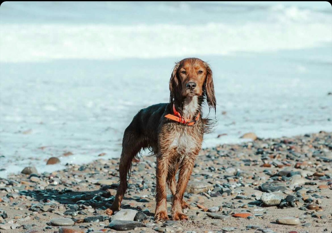 Why Waterproof Biothane Accessories are better for your Walks