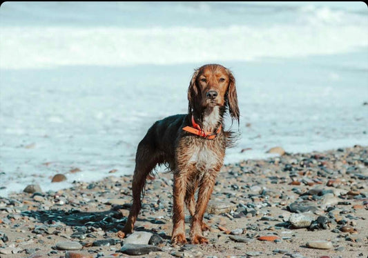 Why Waterproof Biothane Accessories are better for your Walks