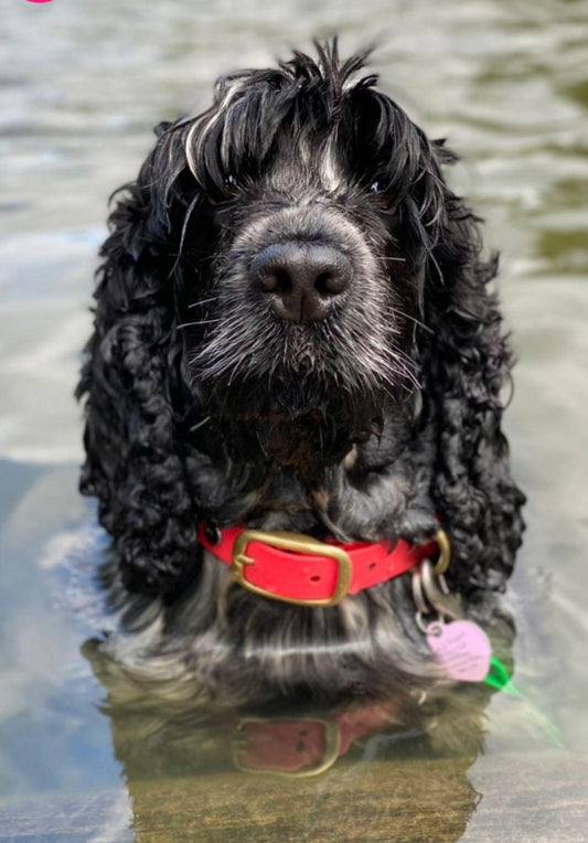 Why Biothane Dog Collars are the Best and outperform the Rest