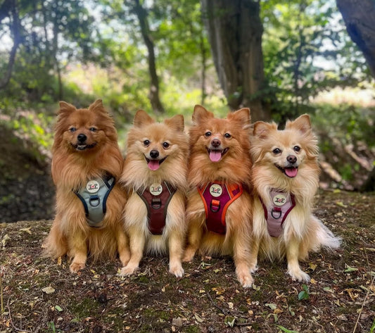 Dog wearing a padded waterproof harness on a walk