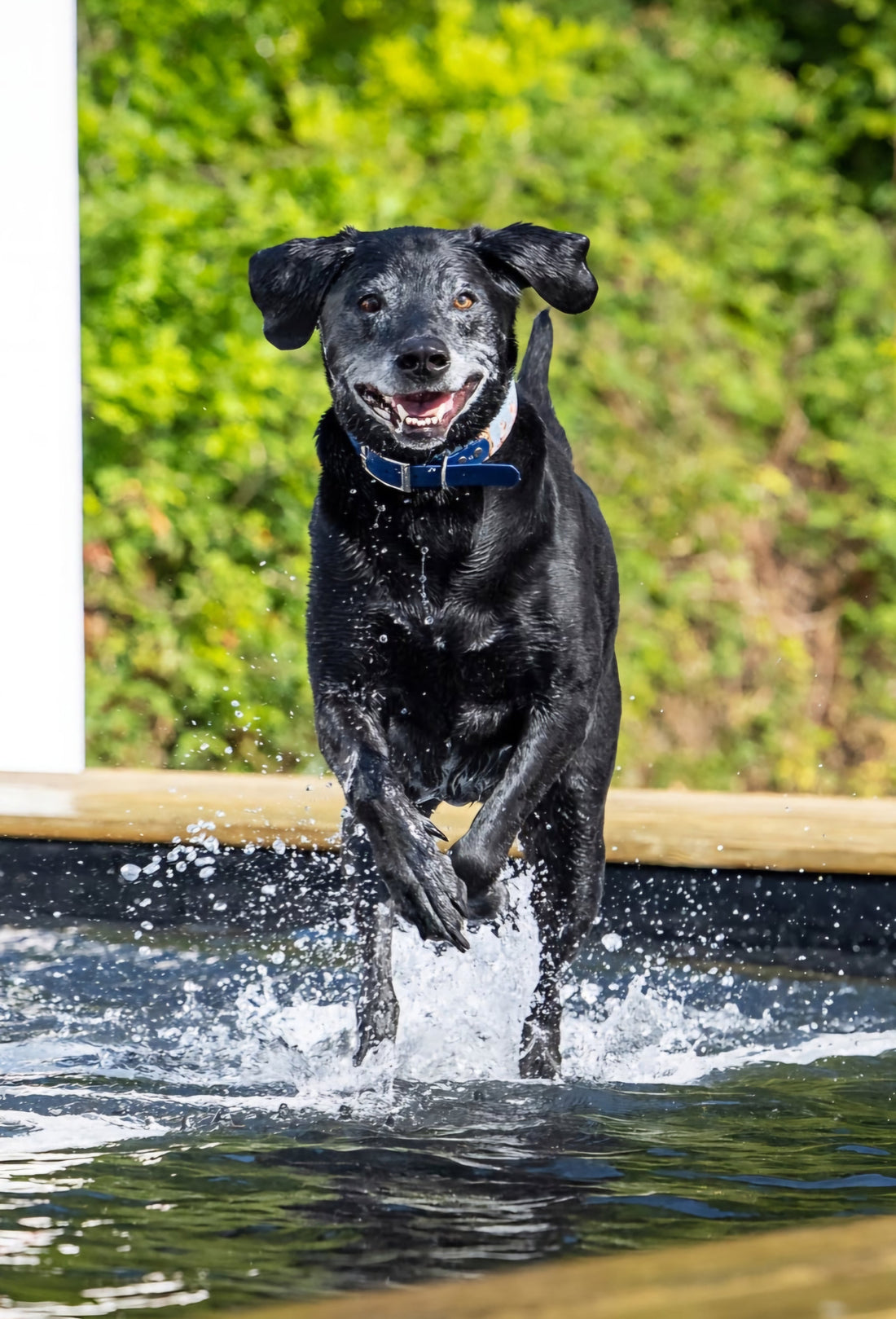 The Holiday Essentials Every Dog Owner Needs This Summer