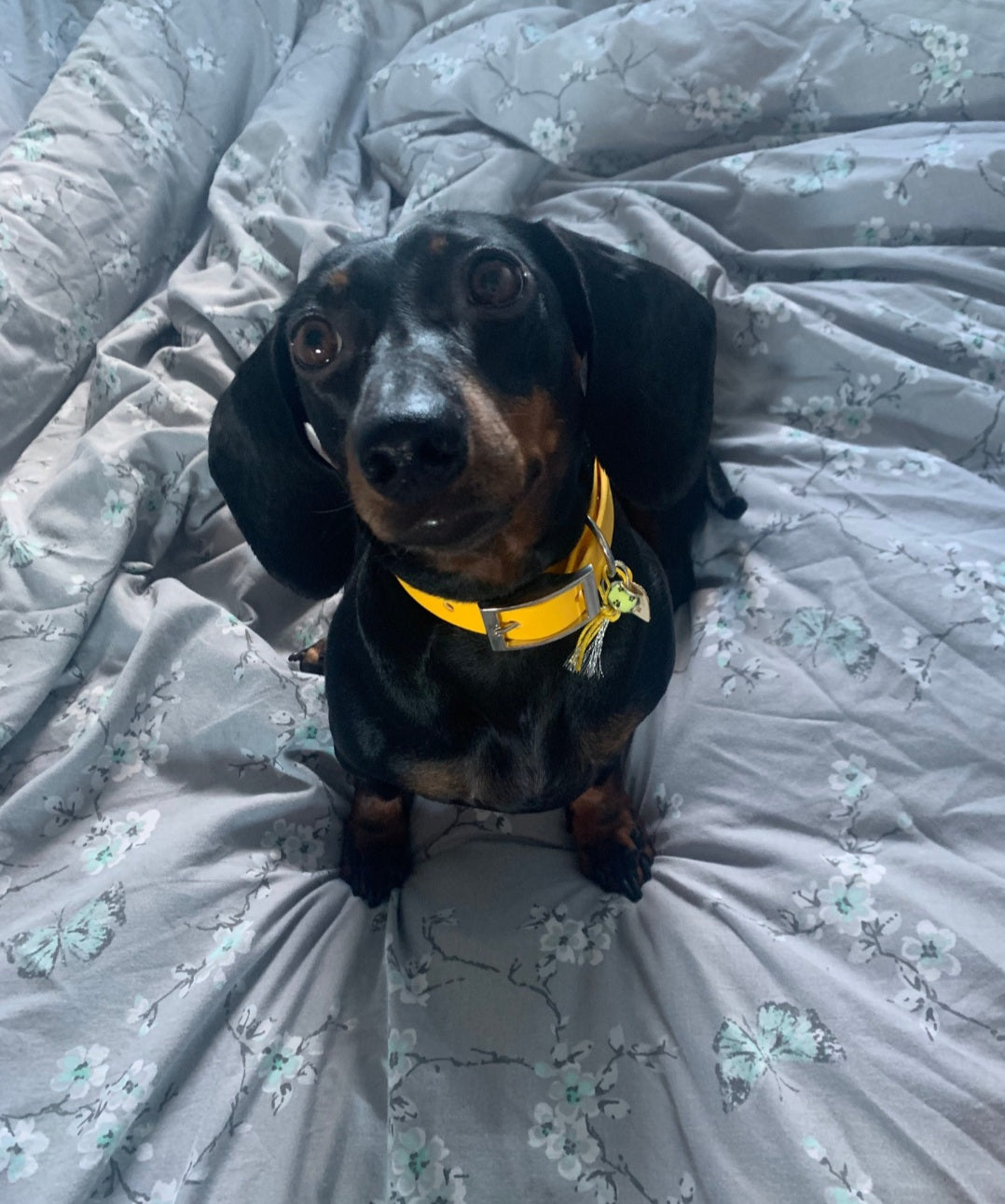 Dinky Waterproof BioThane Dog Collars