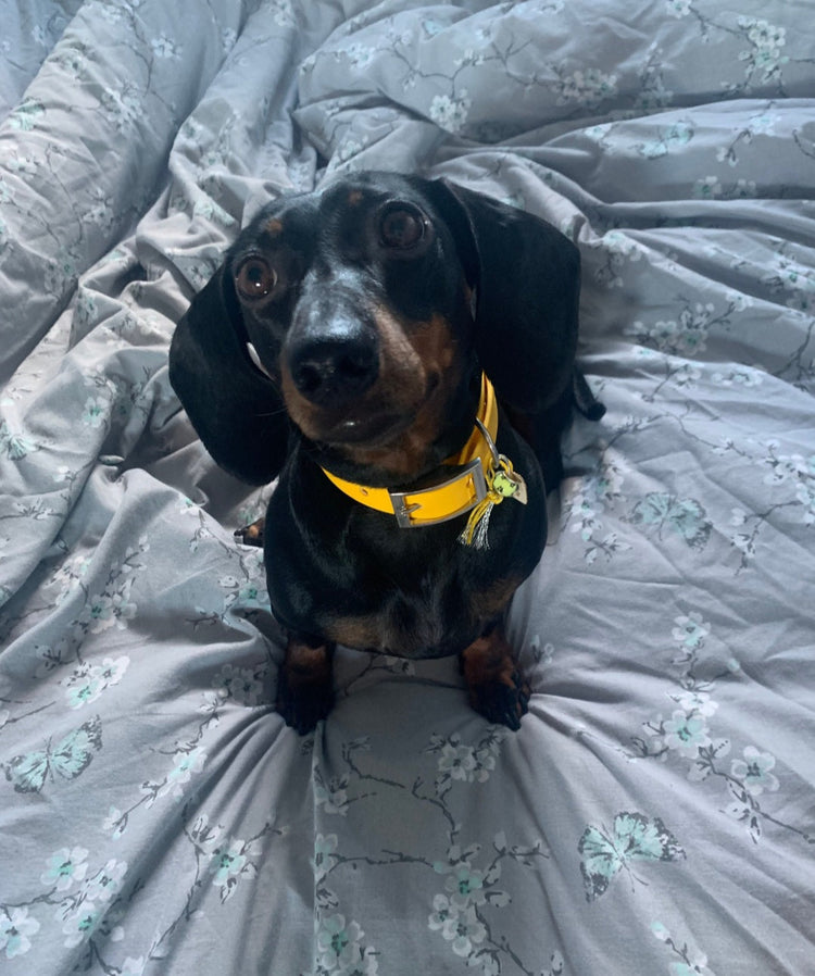 Dinky Waterproof BioThane Dog Collars