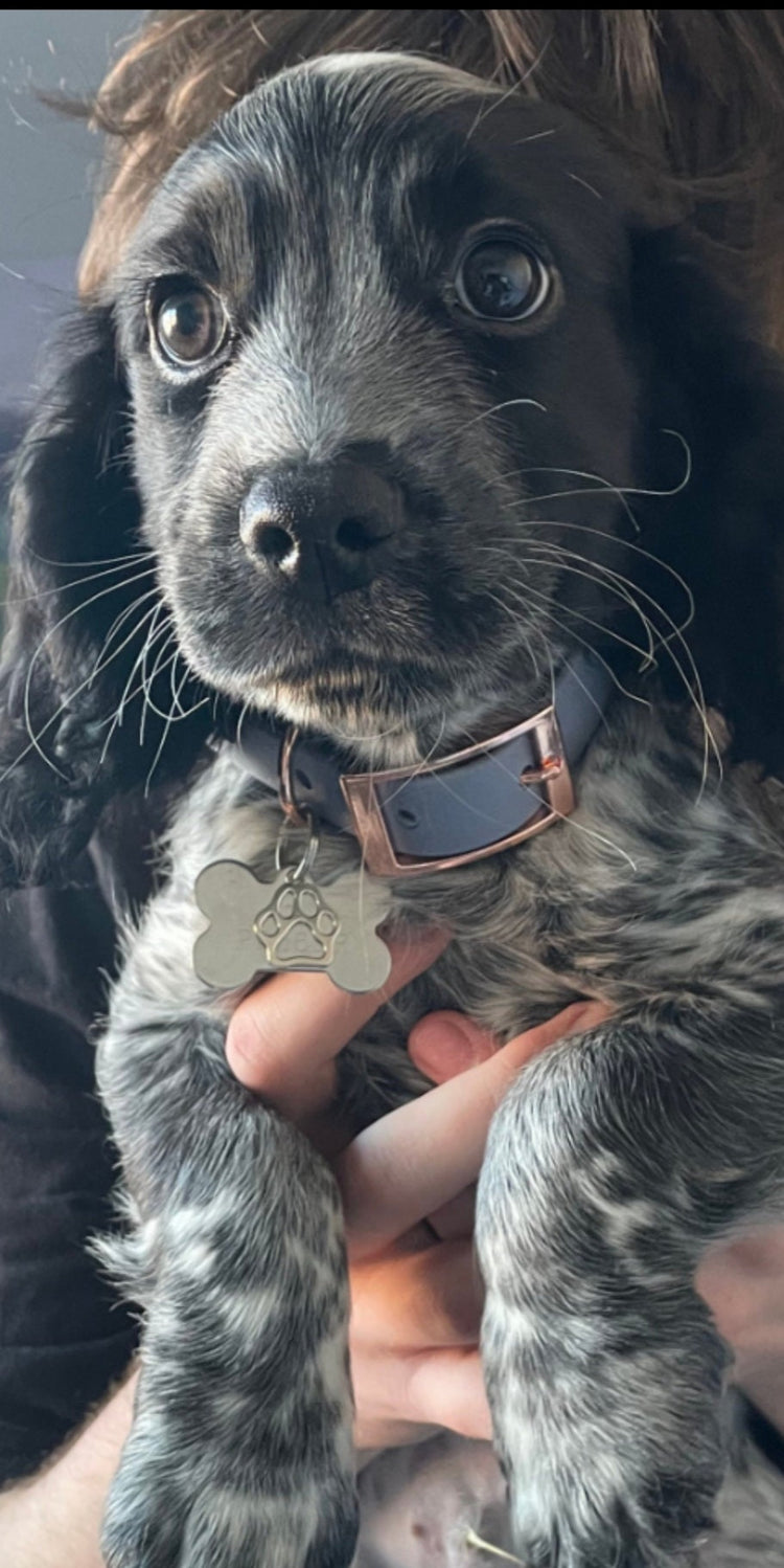 Dinky waterproof BioThane® Dog Collar & Lead Collection