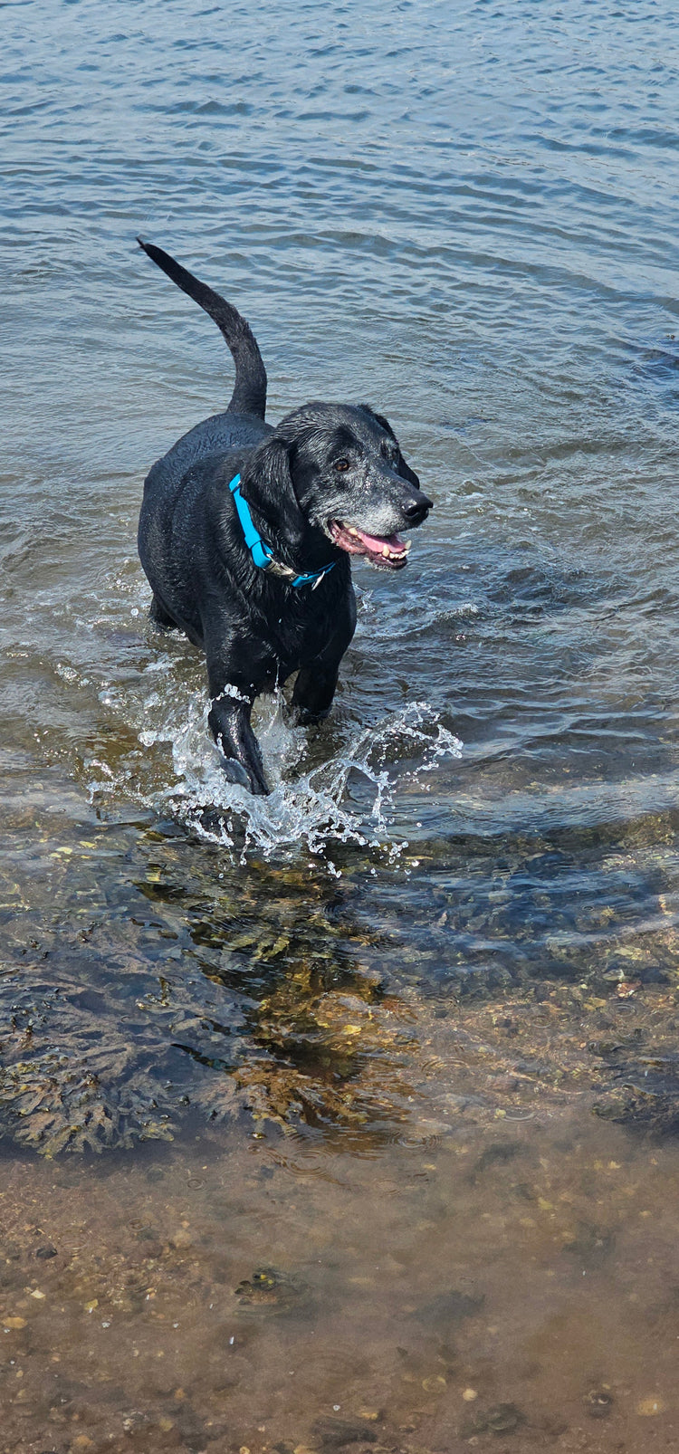 Everlast waterproof BioThane Dog Collar & Lead Collection