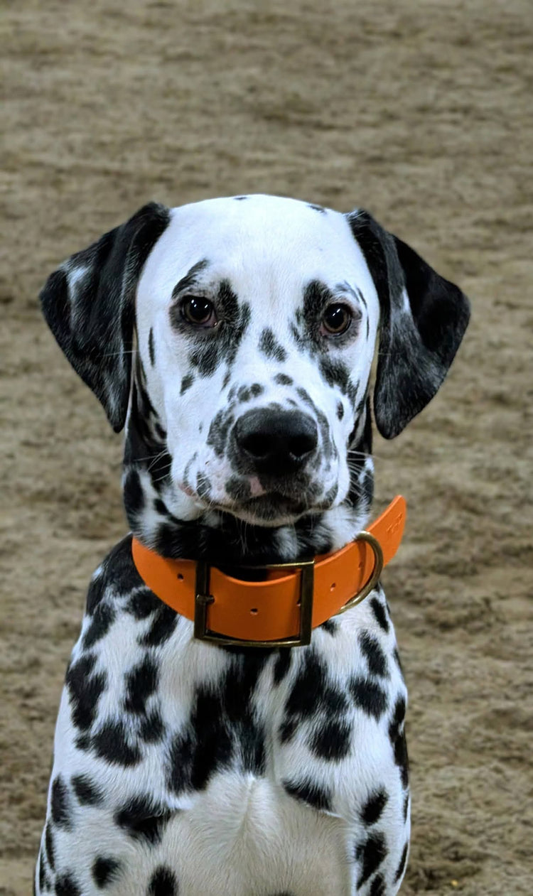 Mighty Paws® – Heavy Duty BioThane® Dog Collars for Large & Giant Breeds