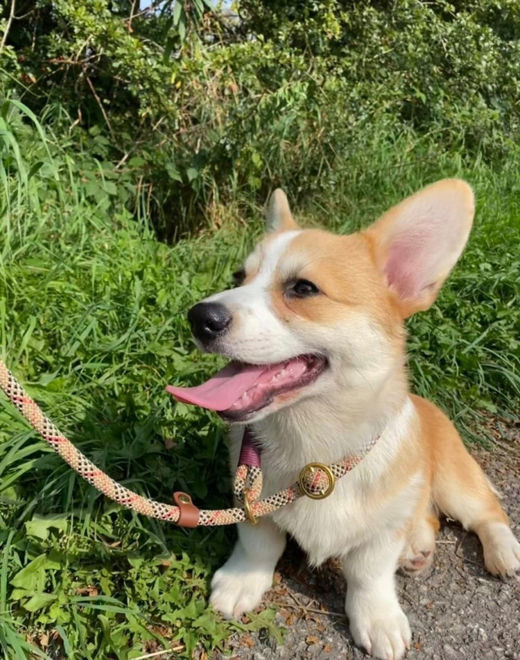 Classic and Premium Rope Slip Leads / Rope Figure 8 Dog Leads