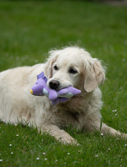 Dog Toys, Treats and Accessory Collection