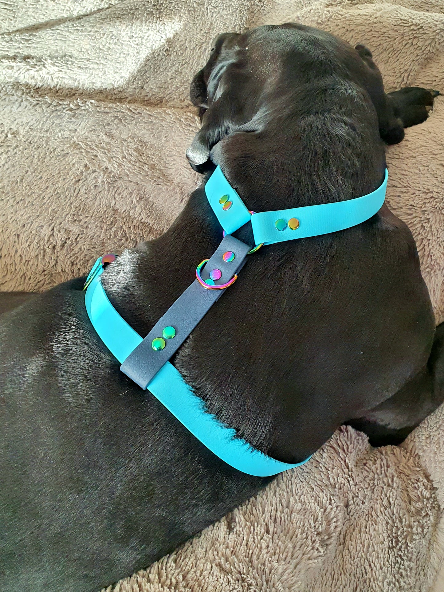 Waterproof BioThane® Perfect-Fit Dog Harness - Design Your Own