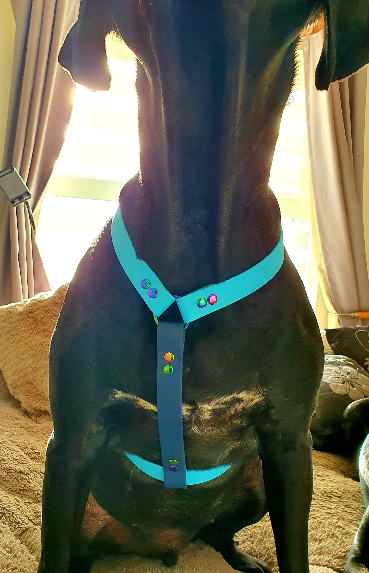 Waterproof BioThane® Perfect-Fit Dog Harness - Design Your Own