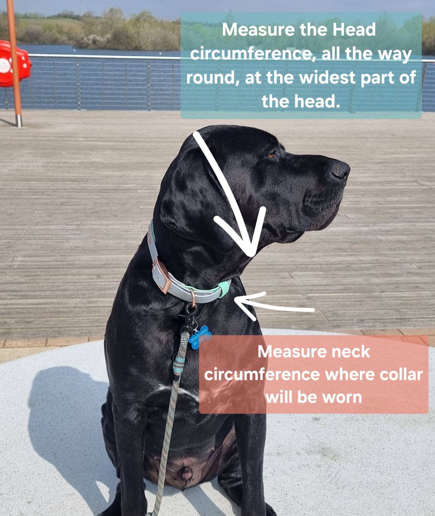 Waterproof BioThane© Dog Martingale Collar - Design Your Own