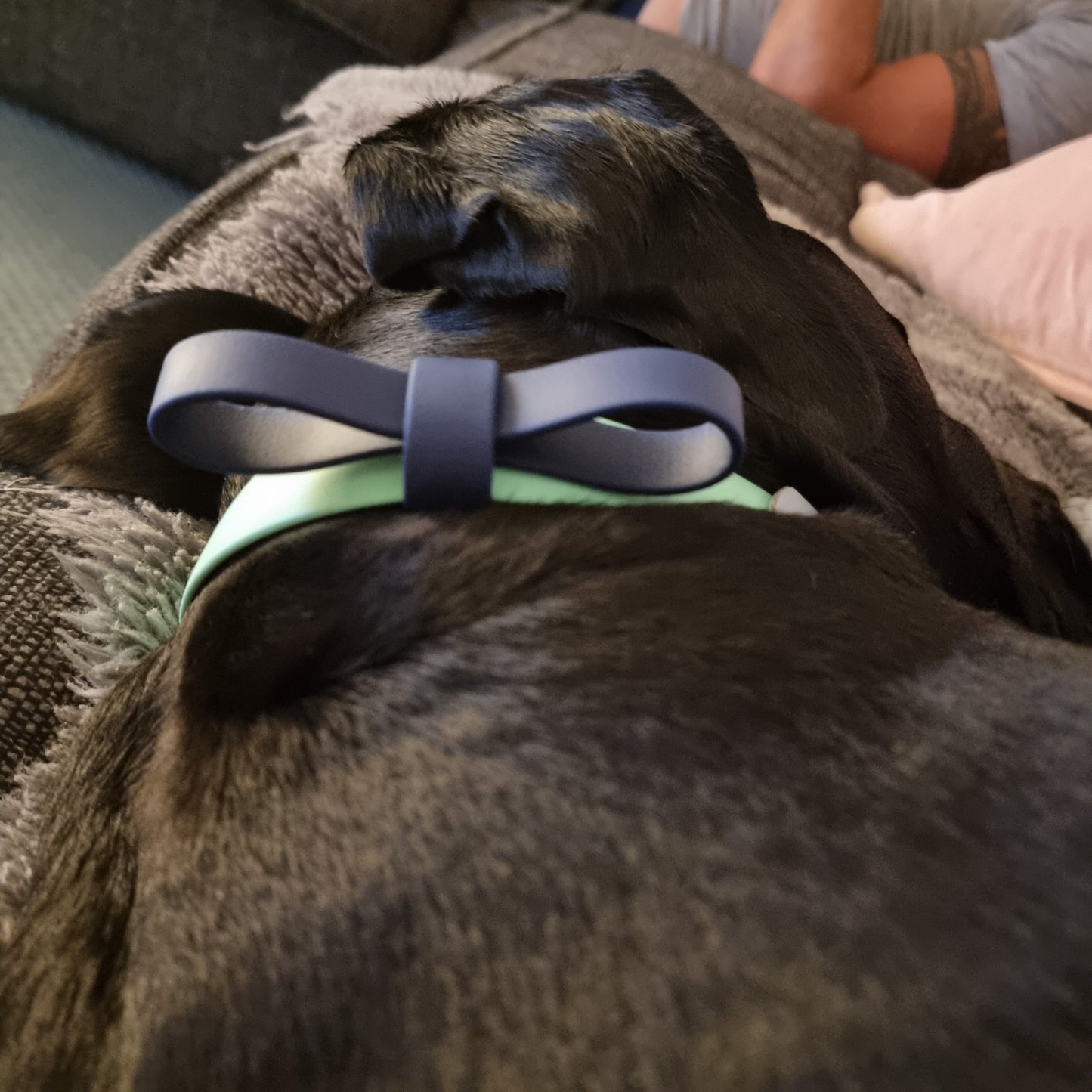 Waterproof BioThane® Dog Bow Tie - Design Your Own