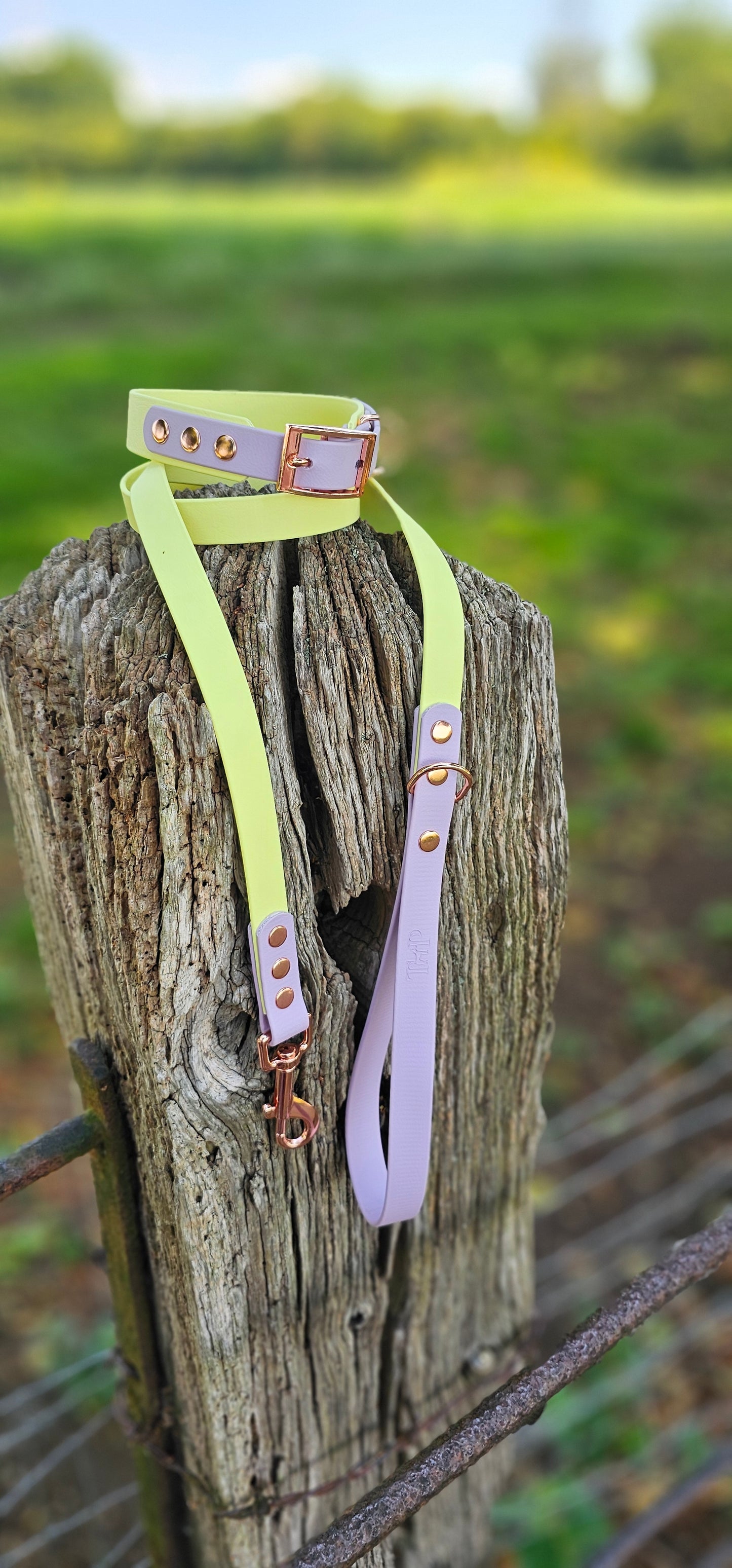 Lemon & Lilac - Waterproof BioThane© two-coloured Dog Collar