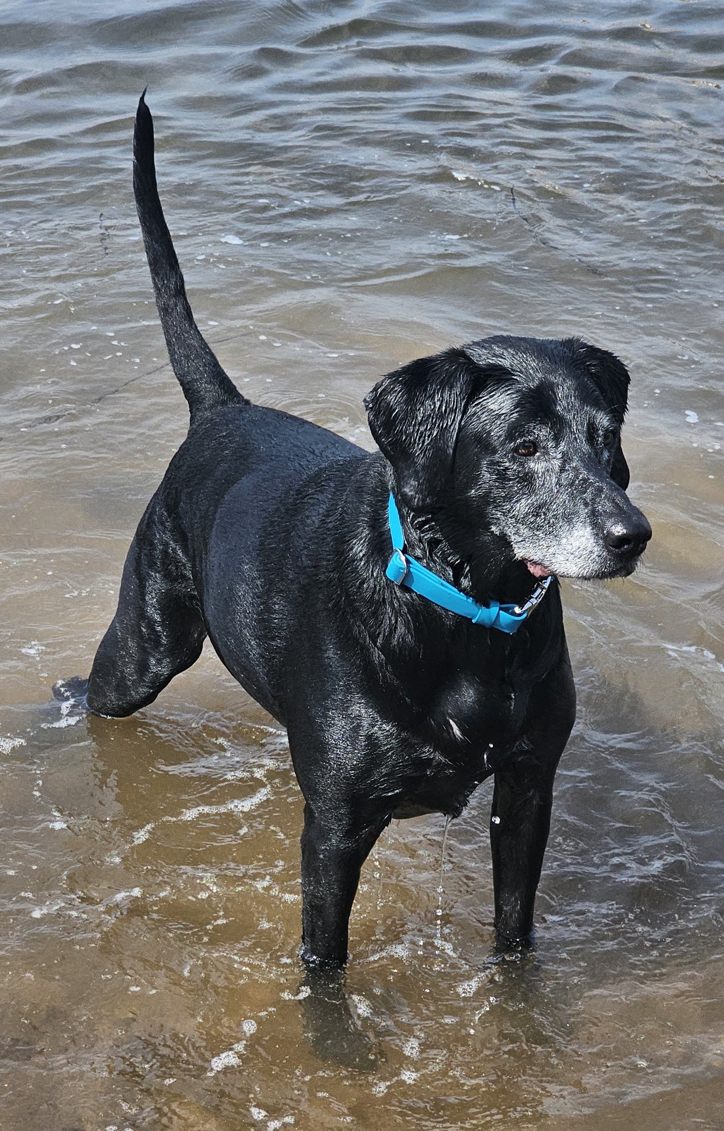 Amethyst - Everlast Waterproof BioThane© Quick-Release Buckle Dog Collar