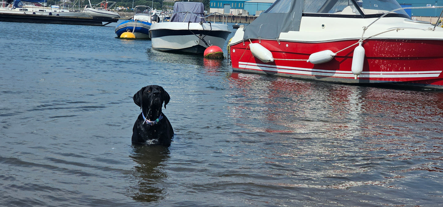 Amethyst - Everlast Waterproof BioThane© Dog Collar