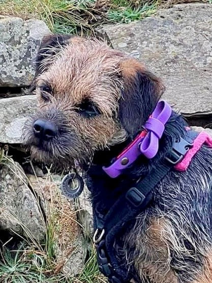 Waterproof BioThane® Dog Bow Tie - Design Your Own