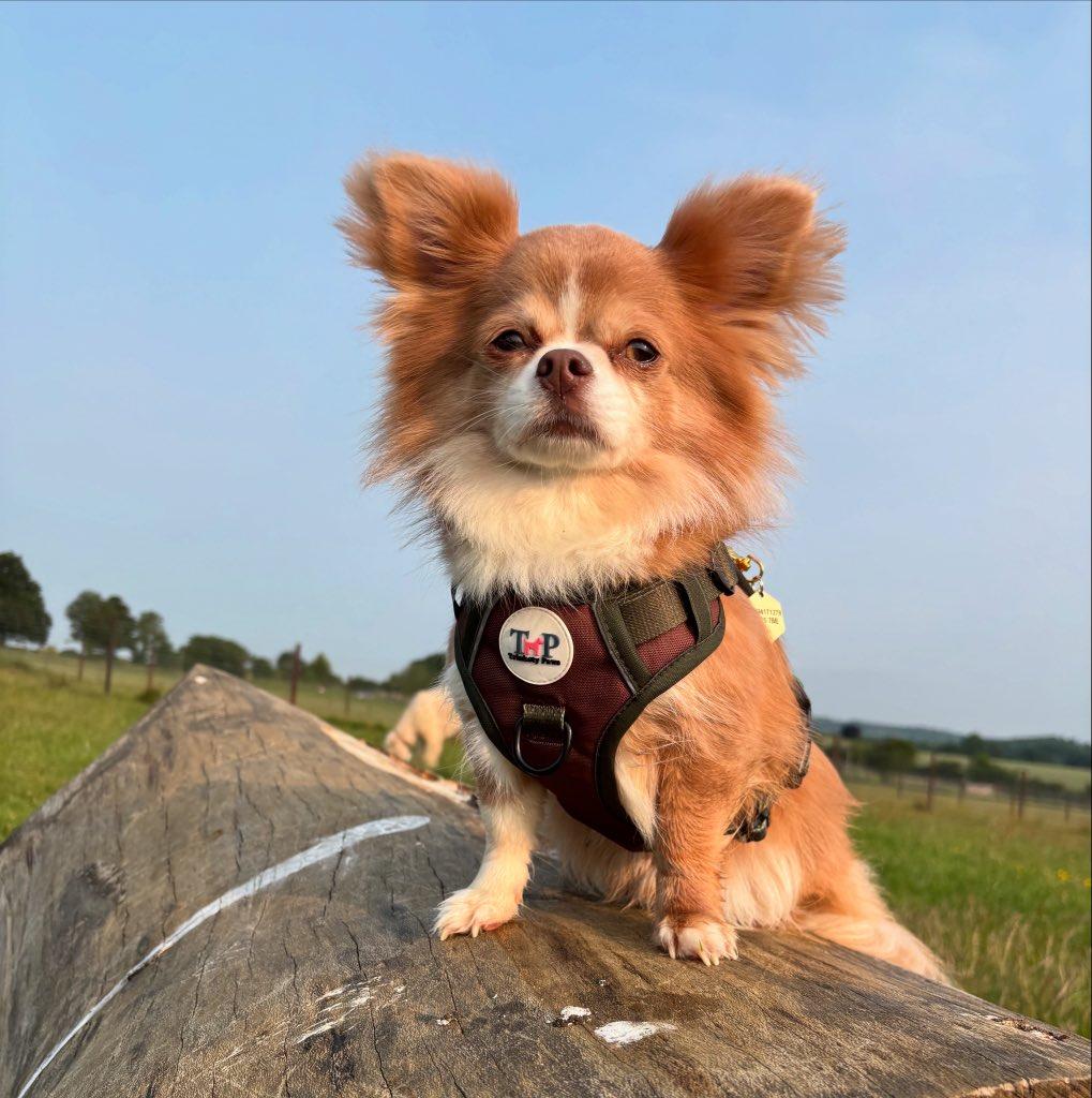 Earthbound - EasyFit™ Dog Harness