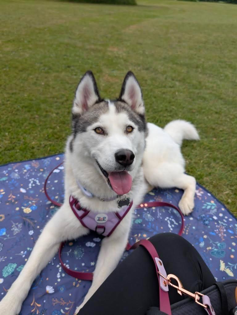 Stormberry - EasyFit™ Dog Harness