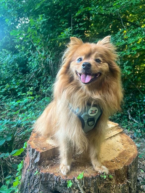 Seaborne - EasyFit™ Dog Harness