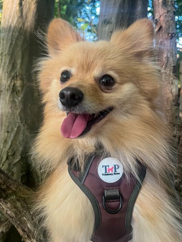 Earthbound - EasyFit™ Dog Harness