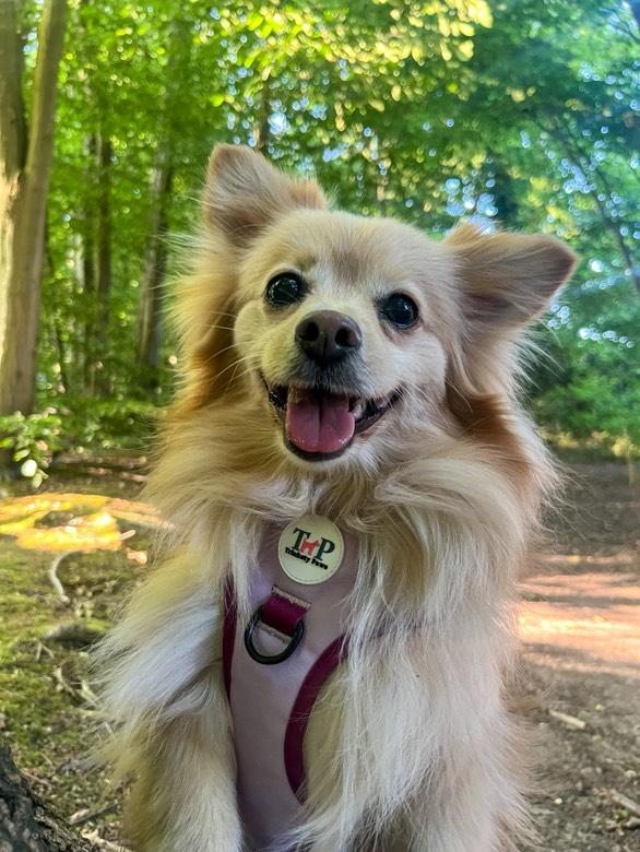 Stormberry - EasyFit™ Dog Harness