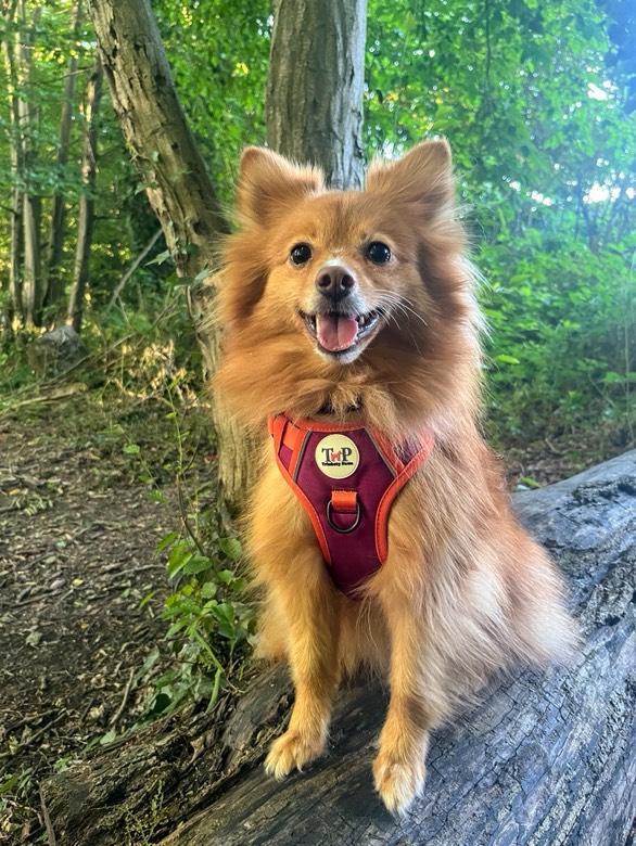 Phoenix - EasyFit™ Dog Harness