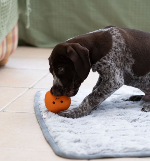 Orange Latex Dog Toy