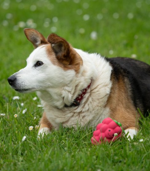 Raspberry Latex Dog Toy