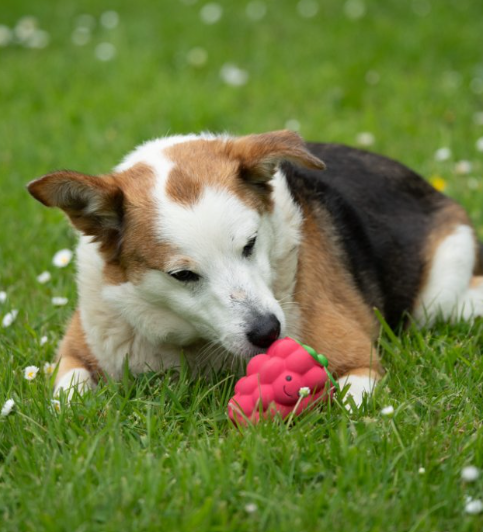 Raspberry Latex Dog Toy