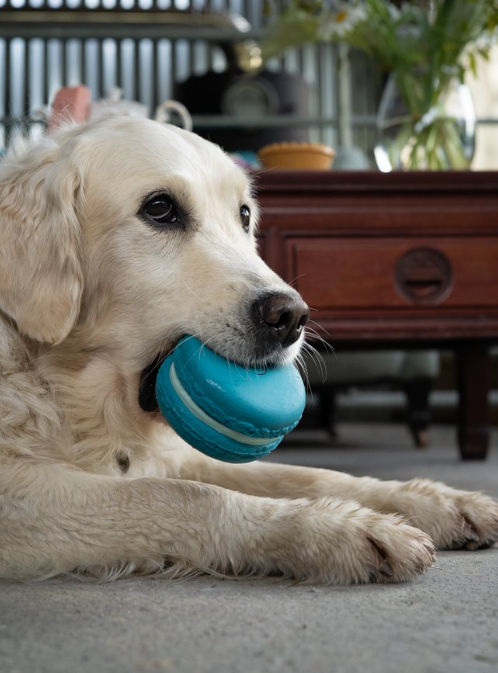 Macaroon Latex Dog Toy