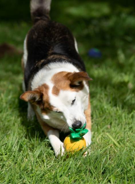 Pineapple Latex Dog Toy