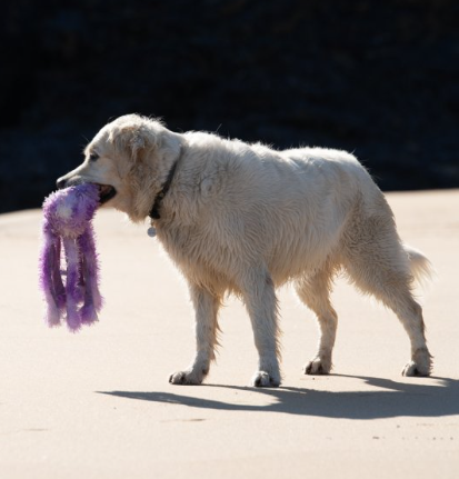 Orla Medium Size Octopus Plush Toy