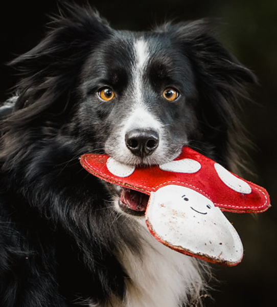 Marie Mushroom - Eco Dog Toy