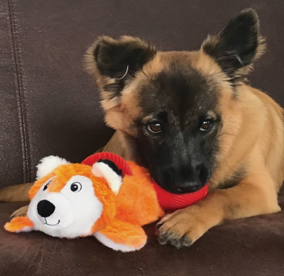 Kong Cozie - Fox