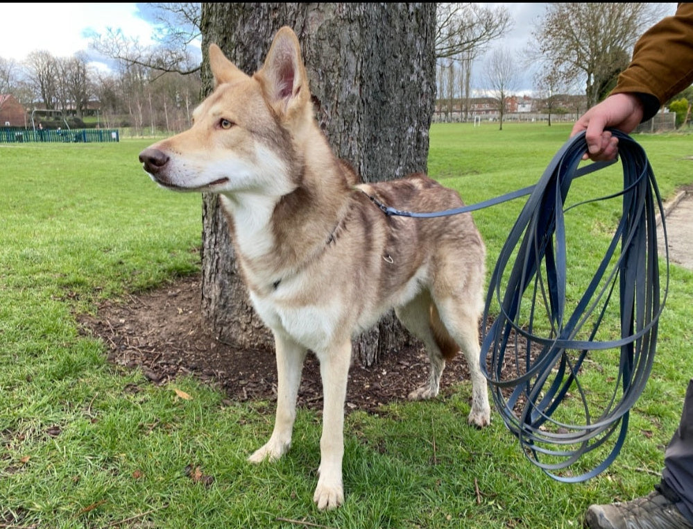 Wolf-like dog on a leash held by a person in a park setting