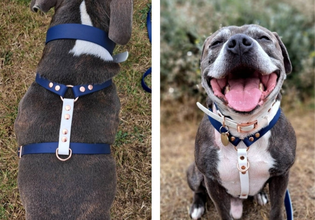 Dog wearing a blue harness and collar with gold accents on grass