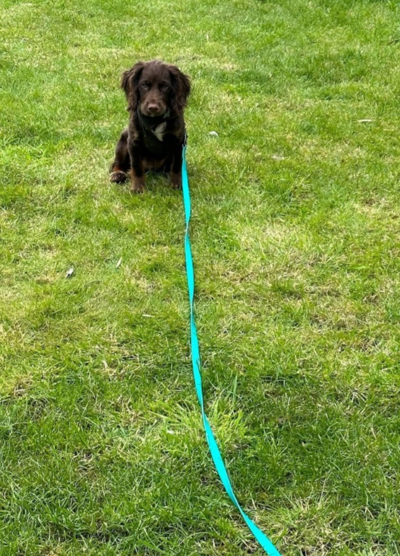Dog on a leash in a grassy area