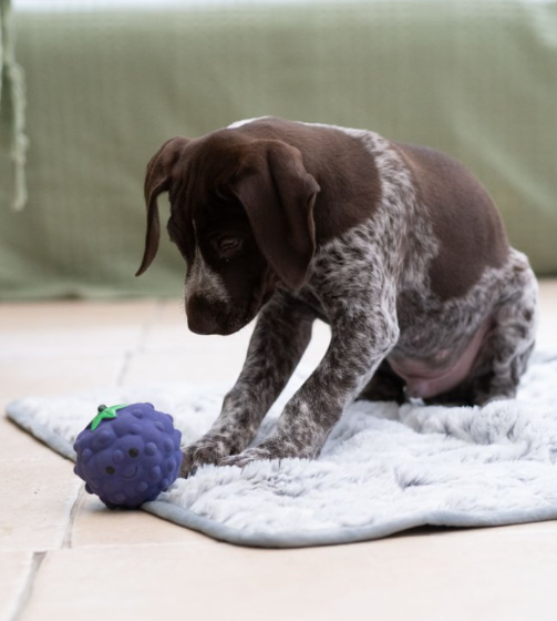 Blackberry Latex Dog Toy