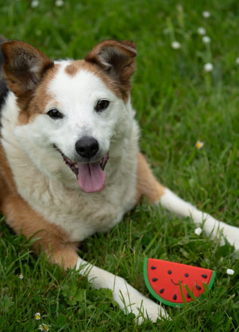 Watermelon Latex Dog Toy