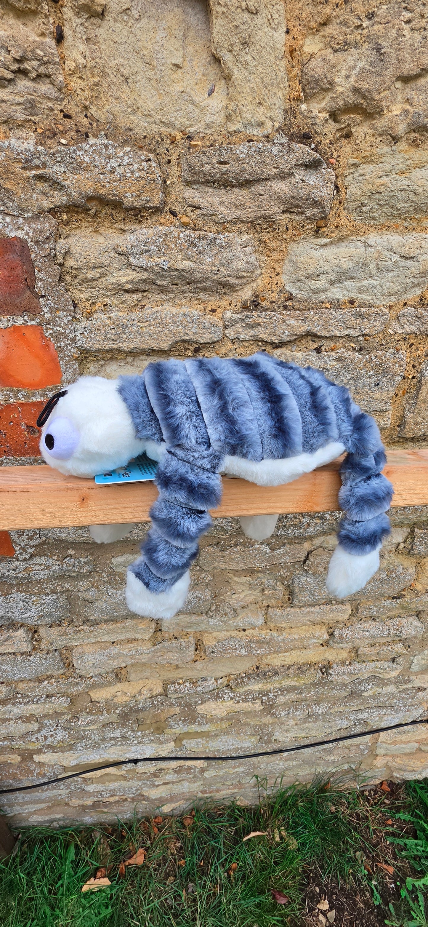 Mummy Turtle