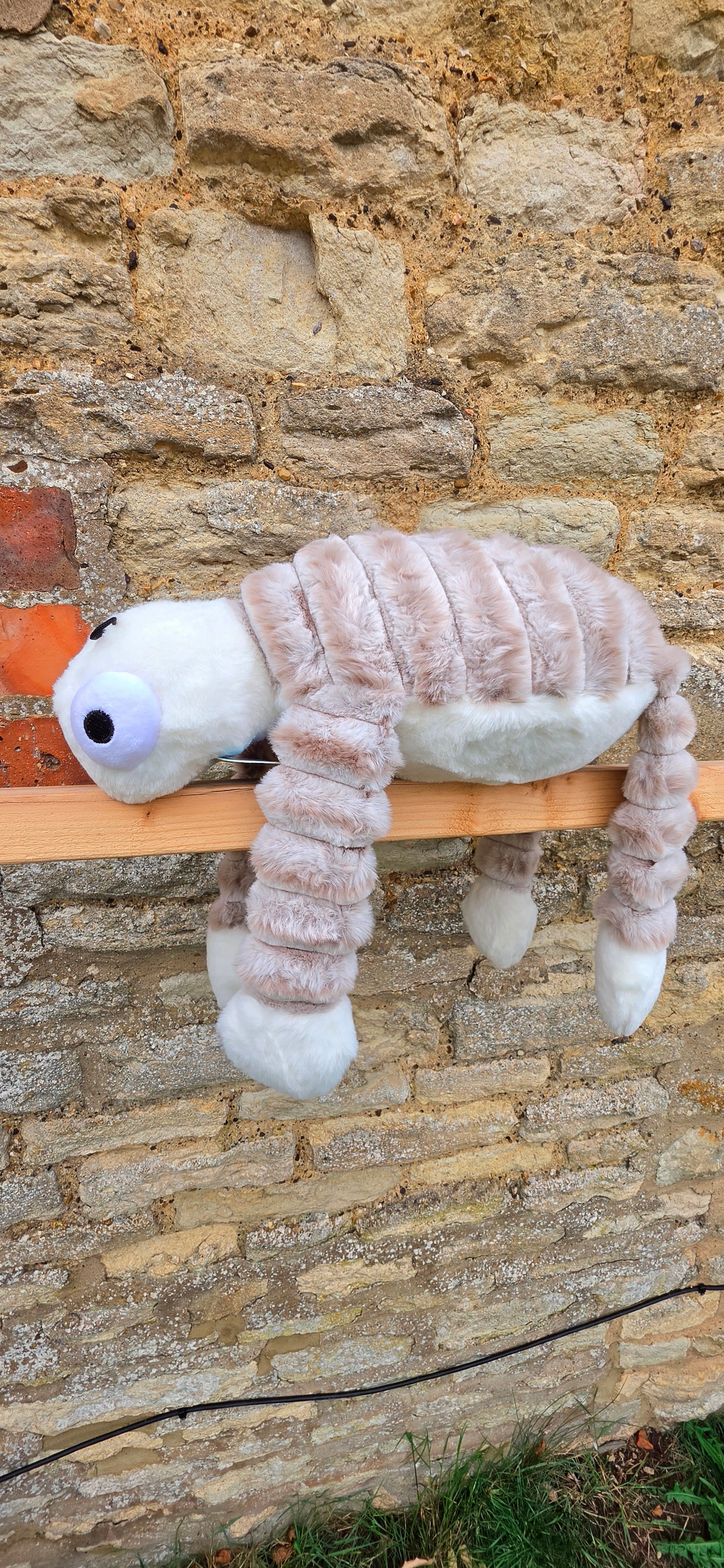 Mummy Turtle