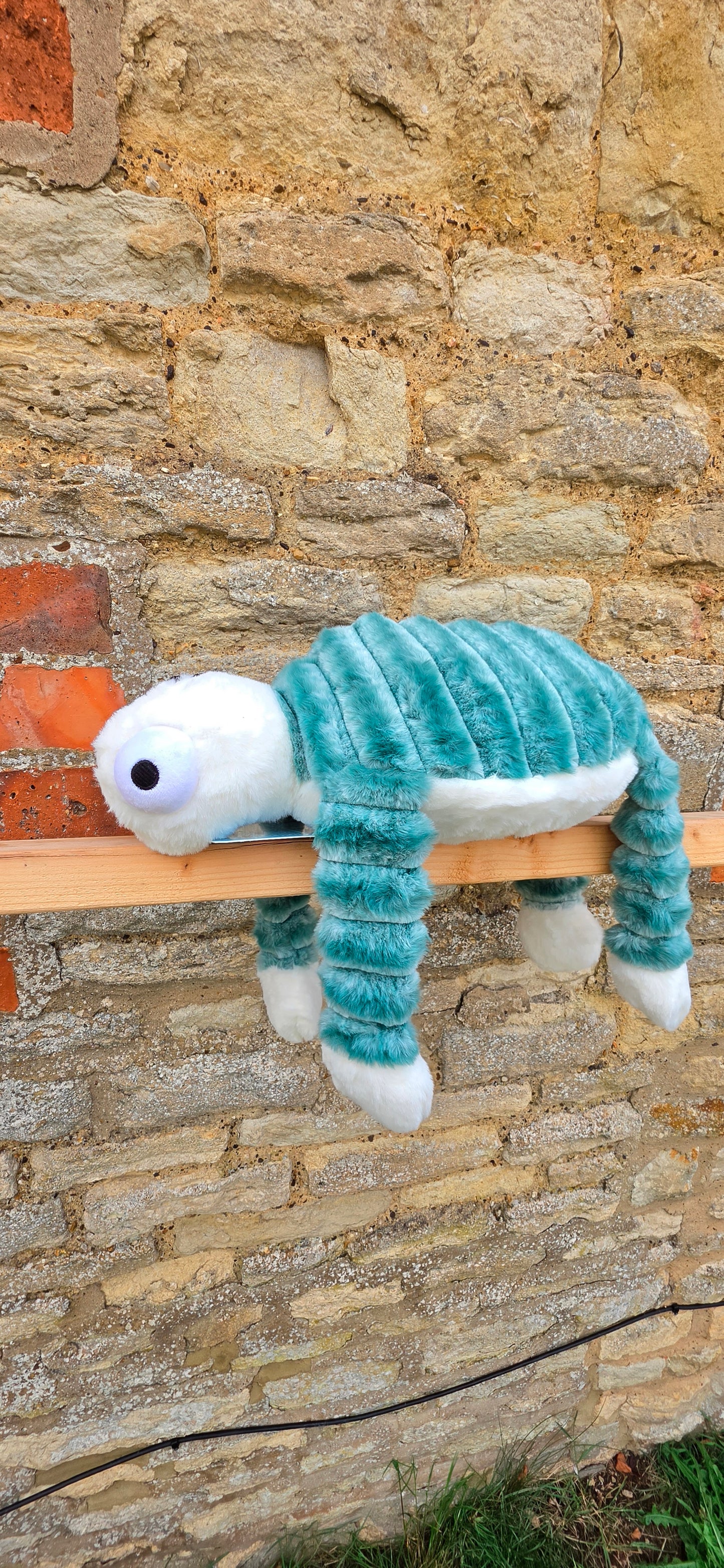 Mummy Turtle